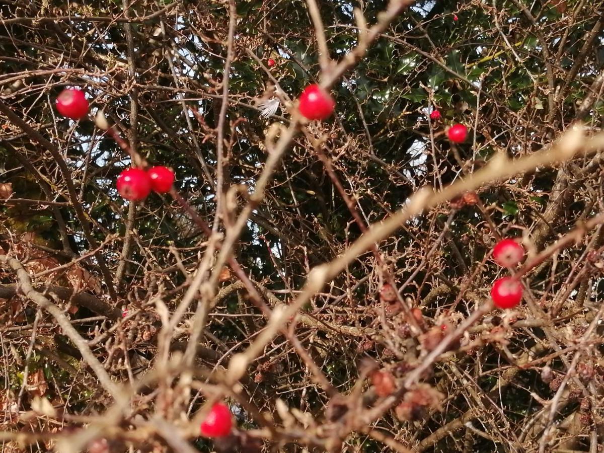 Nest Holiday Home Central Callander, Trossachs Self-Catering エクステリア 写真
